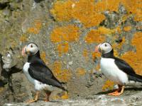 Felswand mit Flechten und Puffins
